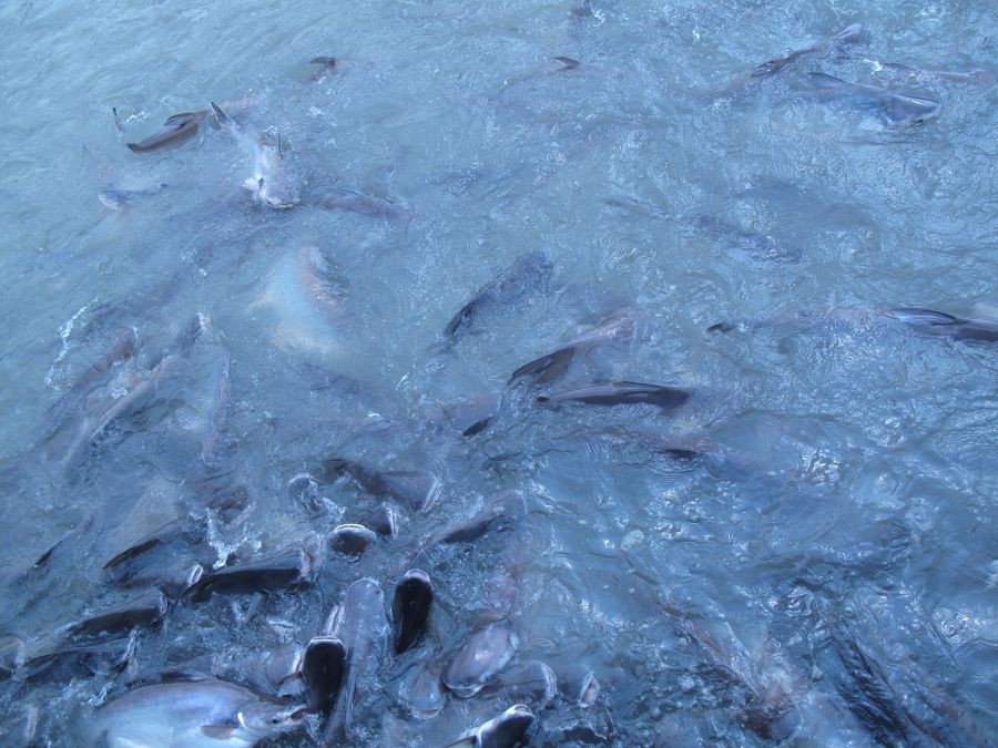 วัดข่อย-วังปลา – อ่างทอง P03017314_1.jpg