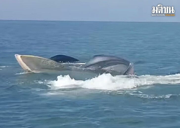 มาทีเดียว 3 ตัว! ‘วาฬบรูด้า’ ว่ายหากินอุทยานฯหมู่เกาะอ่างทอง บ่งบอกความสมบูรณ์ทางทะเล 23มค01.jpg
