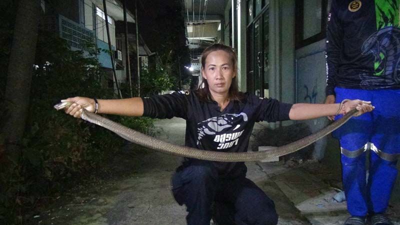 ‘งูเห่า’บุกโรงเรียน กู้ภัยรุดจับได้แล้ว 1 ตัว คาดเหลืออีก 2 ตัวซุกในโพรง 589561.jpg