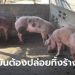 ผู้เลี้ยงหมูอ่างทอง-ขาดทุนยับ!-เจอโรคระบาดตั้งแต่กลางปีก่อนจนต้องฆ่าทิ้งยกเล้า-–-sanook