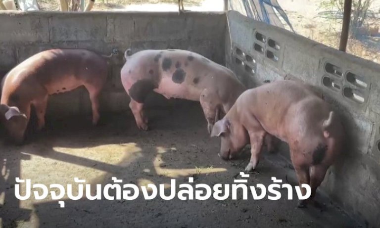 ผู้เลี้ยงหมูอ่างทอง ขาดทุนยับ! เจอโรคระบาดตั้งแต่กลางปีก่อนจนต้องฆ่าทิ้งยกเล้า ผู้เลี้ยงหมูอ่างทอง-ขาดทุนยับ!-เจอโรคระบาดตั้งแต่กลางปีก่อนจนต้องฆ่าทิ้งยกเล้า-–-sanook