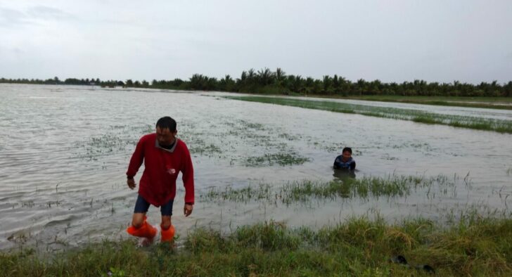 ฝนตกหนัก นาข้าวสามร้อยยอดน้ำท่วม เสียหาย 500 ไร่ 29-น้ำท่วมนา-ประจวบ-728x394.jpg