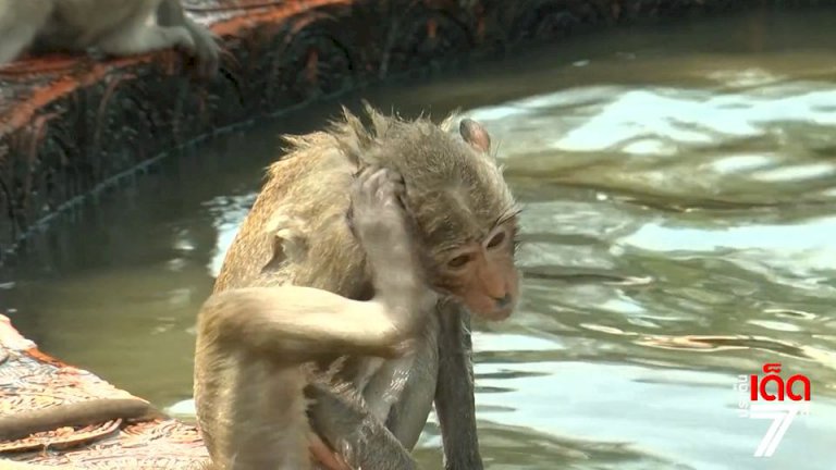 สภ.ป่าโมก โรงพักหนึ่งเดียวสร้างอยู่ในวัด จ.อ่างทอง สภป่าโมก-โรงพักหนึ่งเดียวสร้างอยู่ในวัด-จ.อ่างทอง