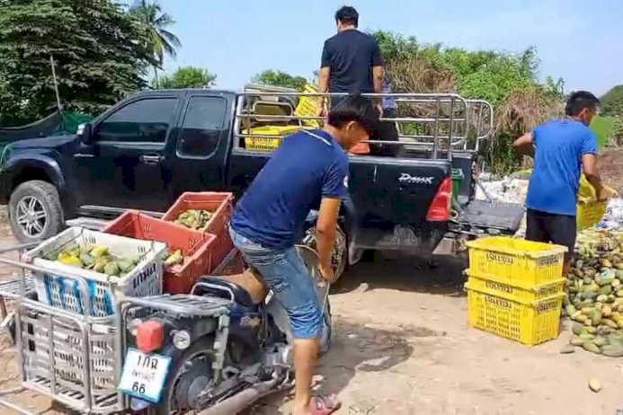 สุดช้ำ!! มะม่วงล้นตลาดพ่อค้านำมาเททิ้ง หลังตลาดกลางสุพรรณฯ เพราะขายไม่ออก สุดช้ำ!!-มะม่วงล้นตลาดพ่อค้านำมาเททิ้ง-หลังตลาดกลางสุพรรณฯ-เพราะขายไม่ออก