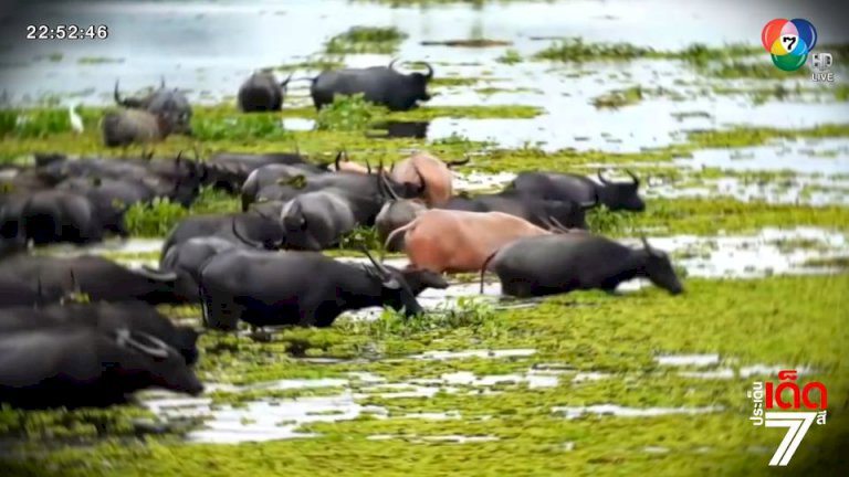 การจราจร ถนนมอเตอร์เวย์ จ.นครราชสีมา ช่วงค่ำคล่องตัวดี การจราจร-ถนนมอเตอร์เวย์-จ.นครราชสีมา-ช่วงค่ำคล่องตัวดี