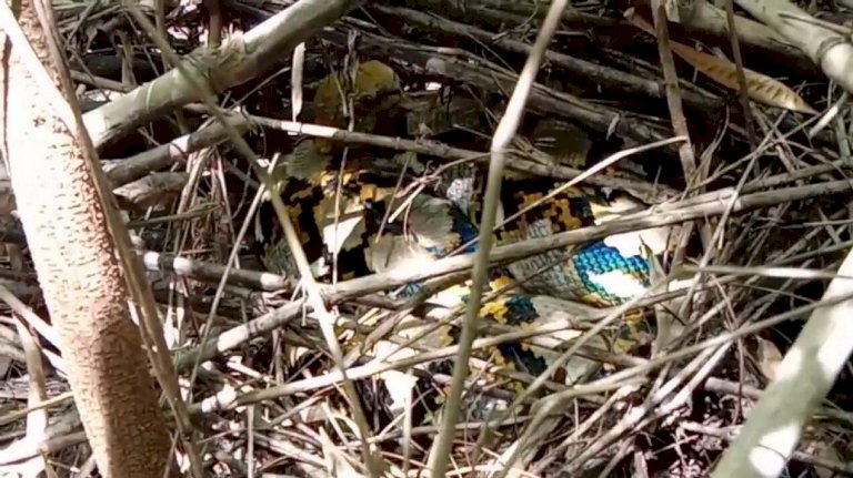 เครื่องรางมหาเสน่ห์ ชาวบ้านพบงูเหลือมใหญ่ มีเดือยตรงท้อง รีบปล่อยไกลคน เครื่องรางมหาเสน่ห์-ชาวบ้านพบงูเหลือมใหญ่-มีเดือยตรงท้อง-รีบปล่อยไกลคน