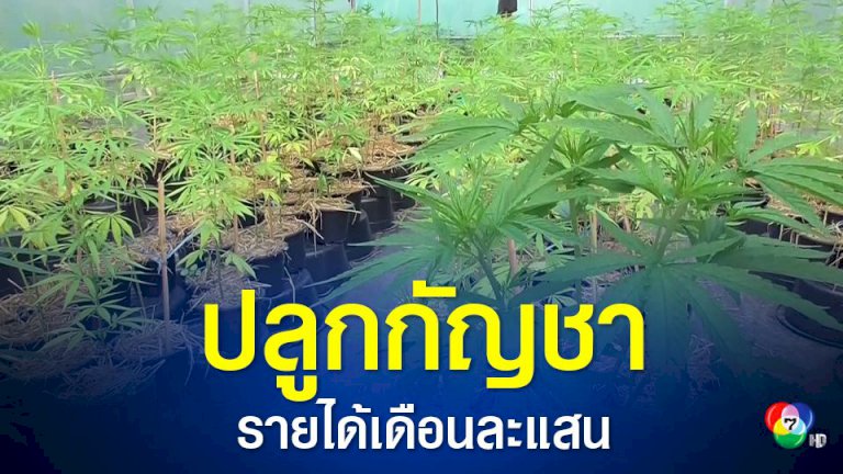 ปลูกกัญชาเพื่อการแพทย์สร้างรายได้เดือนละแสนบาท ปลูกกัญชาเพื่อการแพทย์สร้างรายได้เดือนละแสนบาท