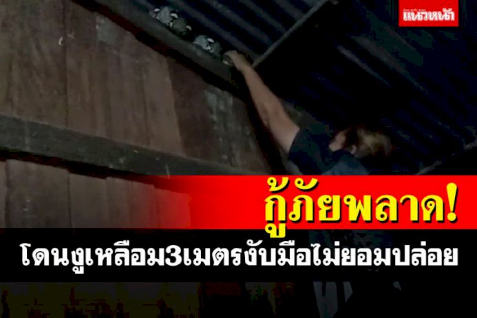 สาวกู้ภัยฯพลาด! ถูกงูเหลือมกัดมือ ชาวบ้านต้องนำสุรามาราดจึงยอมปล่อย สาวกู้ภัยฯพลาด!-ถูกงูเหลือมกัดมือ-ชาวบ้านต้องนำสุรามาราดจึงยอมปล่อย