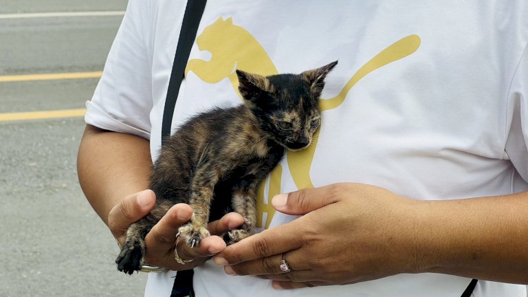 แมวน้อยวิ่งข้ามถนน กระบะกลัวอันตรายจอดให้ น้องกระโดดซุกใต้ท้องรถ ค้นวุ่น 2 ชั่วโมง แมวน้อยวิ่งข้ามถนน-กระบะกลัวอันตรายจอดให้-น้องกระโดดซุกใต้ท้องรถ-ค้นวุ่น-2-ชั่วโมง