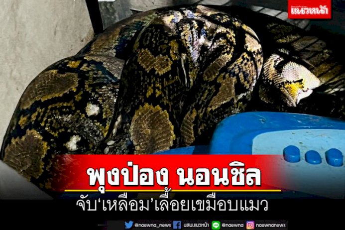 จับ‘เหลือม’4เมตร เลื้อยเขมือบแมว 2 ตัว อิ่ม ฟิน พุงป่อง นอนชิล จับ‘เหลือม’4เมตร-เลื้อยเขมือบแมว-2-ตัว-อิ่ม-ฟิน-พุงป่อง-นอนชิล