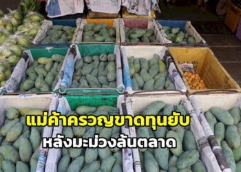 แม่ค้าตลาดเกษตรสุวพันธุ์-ครวญมะม่วงล้นตลาด-ราคาถูกขายไม่ออกขาดทุนยับ